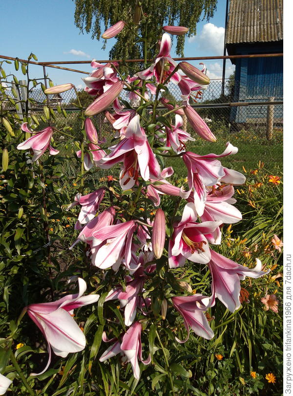 Фризо (Лилии-деревья)