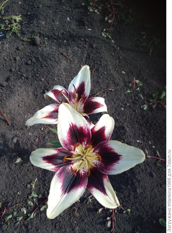 Патриция Прайд