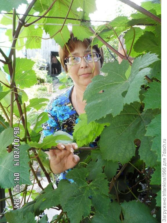 Посоветуйте морозоустойчивый сорт винограда для выращивания на севереПодмосковья - ответы экспертов 7dach.ru