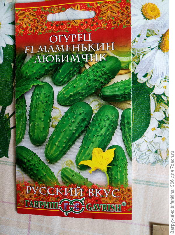 Гавриш. Обычные семена. Вошли на третий день