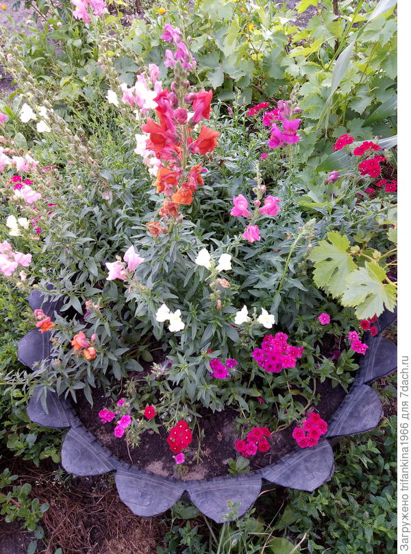 Львиный зев и вербена