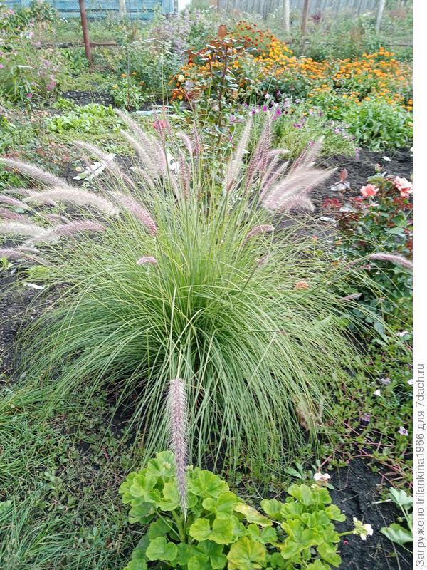 Перистощетинник лисохвостовый