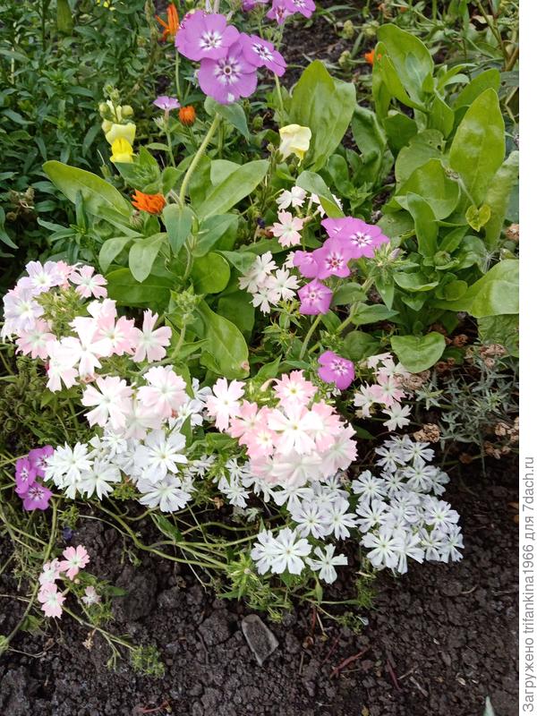 Однолетний флокс