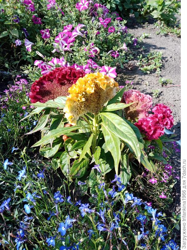 Лобелия, целозия и петуния