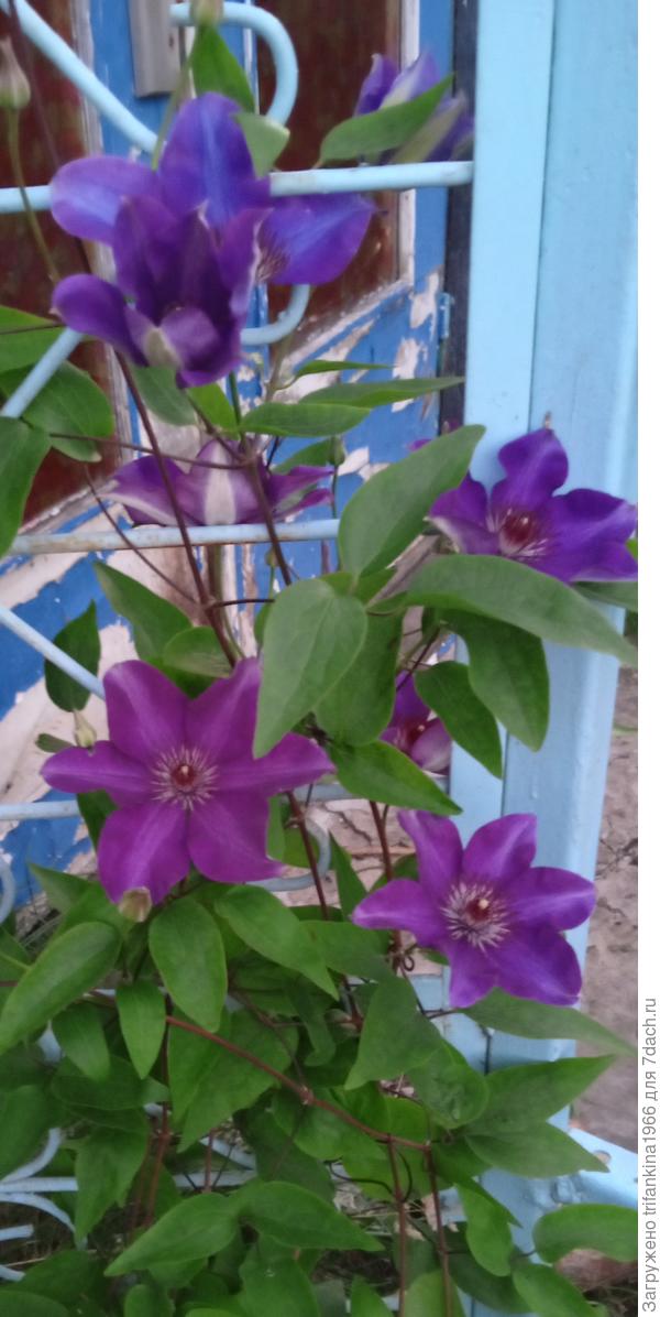 С днём дачника! Пусть всё в нашей жизни растёт, цветёт и радует!