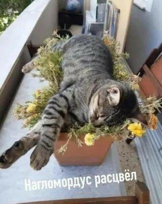 &quot;А вдруг заморозки?&quot;