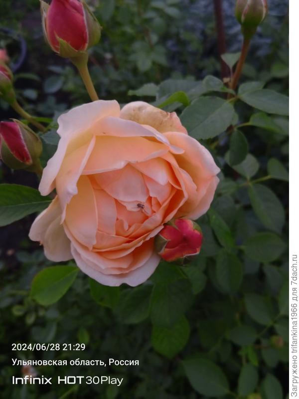 Это тоже она