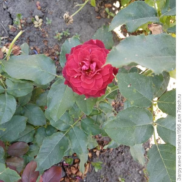 Это Астрид Графин Фон Харденберг. На самом деле у нее более насыщенный цвет с вишнёвым отливом. Мой телефон не может передать этого цвета. Плюс к этому она у меня растёт на ярком солнце целый день