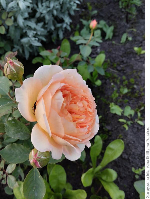 А это леди оф Шалот