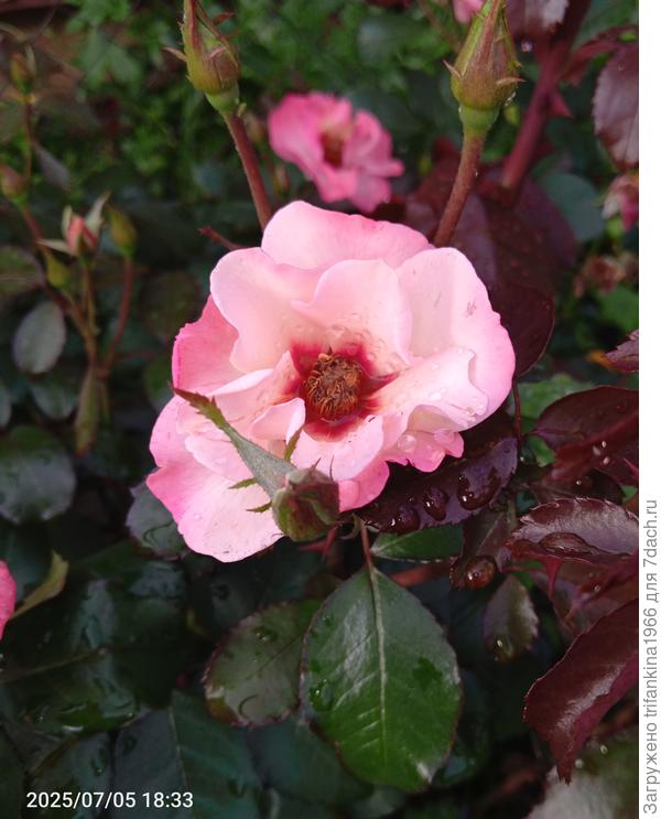 Это Алиска. Алиссар, принцесса финикийская.