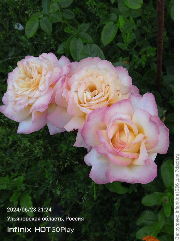 А это королева моего сердца, неувядающая Глория Дей.