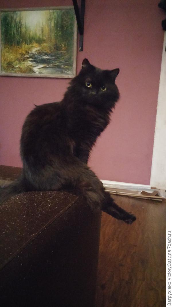 Зато сидит &quot;по-человечачи&quot; ))