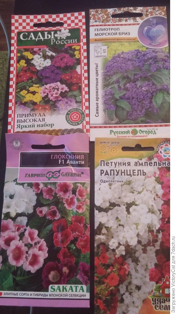 Петунию ампельную положила на проращивание на влажную салфетку. Примулу высокую посеяла на грунт и поставила в холодильник на стратификацию. Гелиотроп и глоксинию посеяла простым способом.