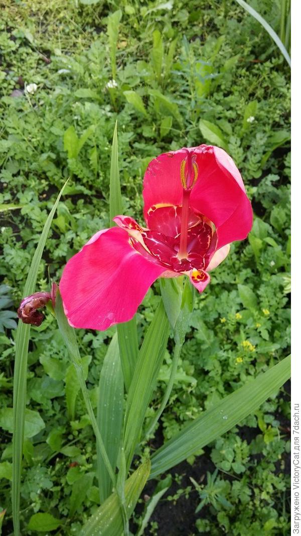 Тигридия. От дождя слиплась.