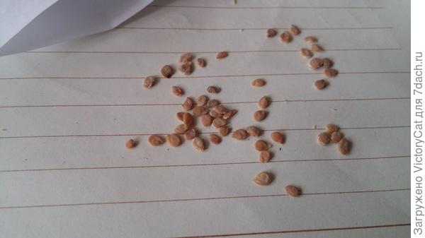 семена Курносик