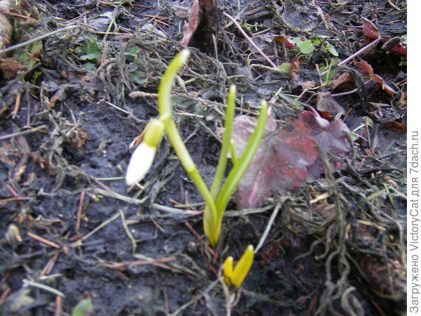 Фото в роспуске нет, только такой(вчерашний)