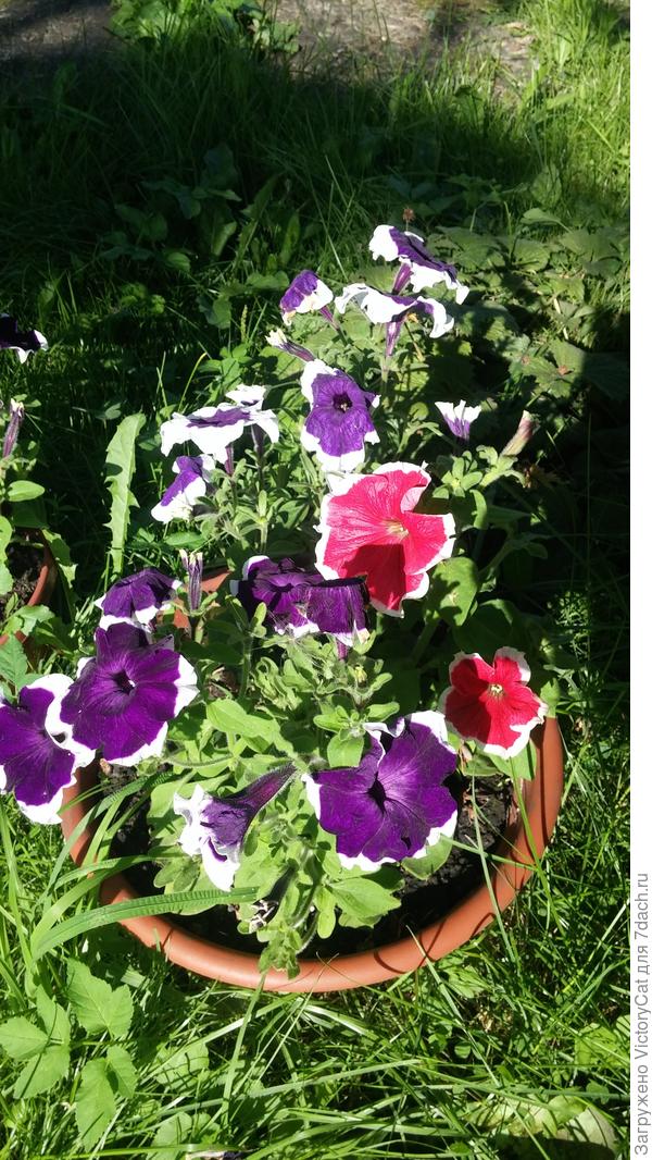 Вот эта красота:)