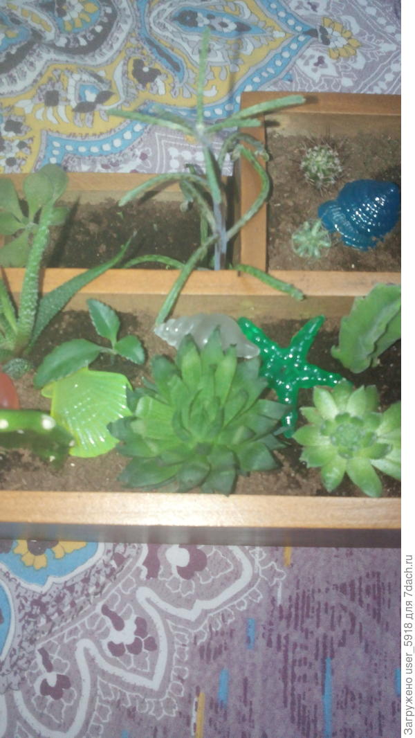 Помогите опознать растение, то что в центре, под прозрачной ракушкой.