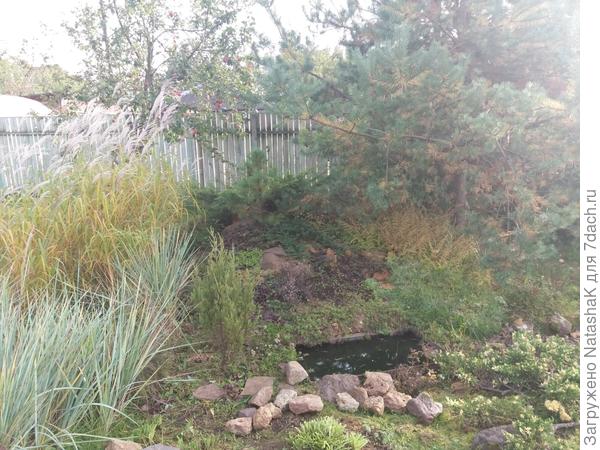 Сосна справа, это до обрезки веток