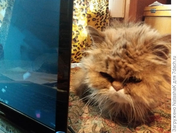 Мы с Мерли на сайте 7dach