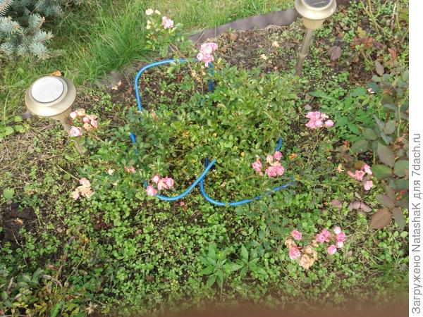 Почвопокровная Rose Fairy