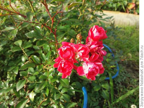 Вот она, цикламен