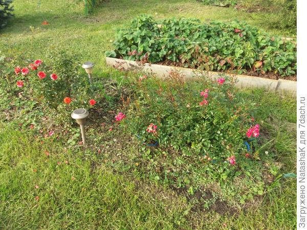 Справа самая любимая, цвета цикламен, сорт не знаю, летом за цветами не видно листьев