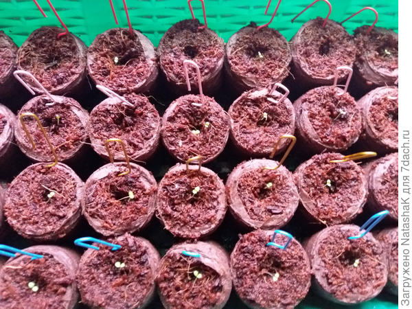 Это часть в таблетках