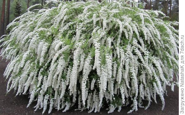 Спирея серая