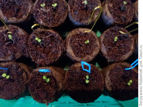 Петуньчики в торфяных таблетках
