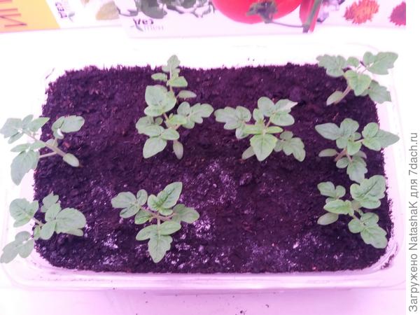 21 декабря ппред пересадкой в горшки