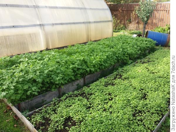 Мои основные грядки