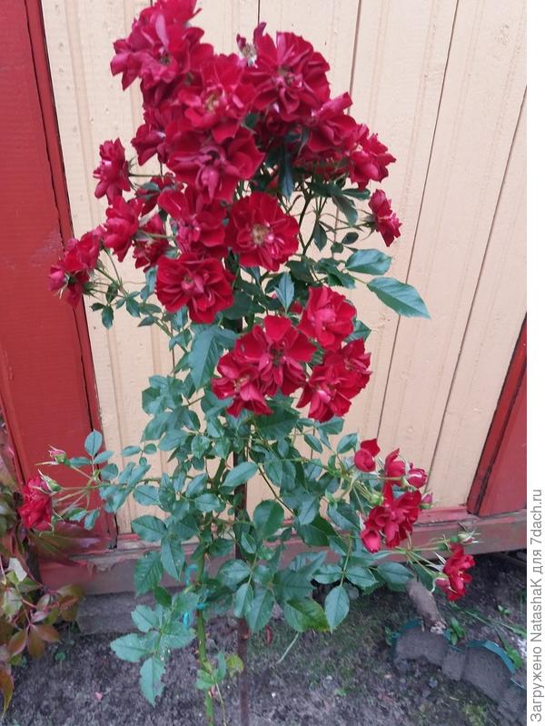 Малиновая (конец сетября, одно большую ветку пришлось поднть и привязать)