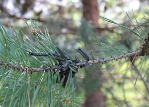 Гадость такая, лет 6 назад появилась