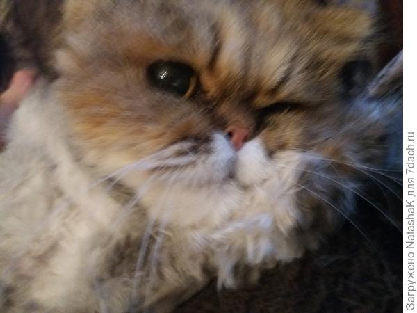 Хитрованка