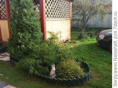 Неизвестный из хвойного микса