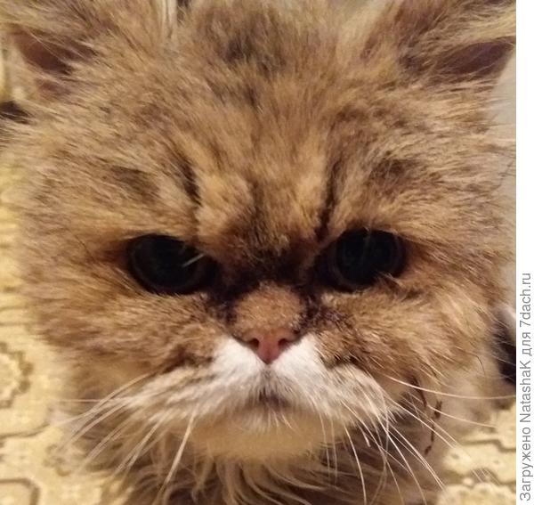 Вампиреныш-капризуля