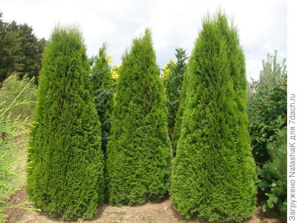 Туя Смарагд - приросто 30см в сезон