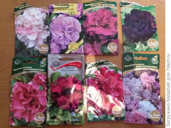 Надежда на петуньевый рай