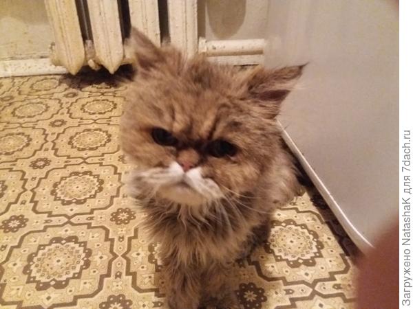 Мамка, есть не дашь, буду смотреть пока не помру...