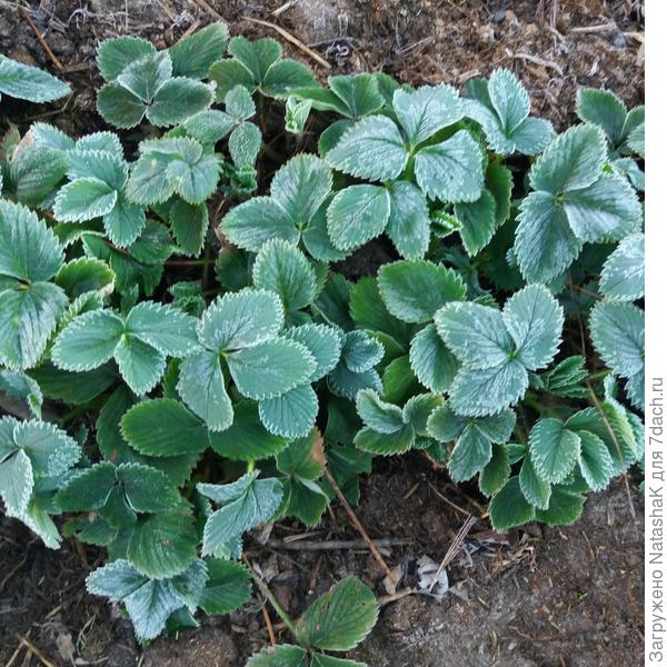 На клубнике изморось