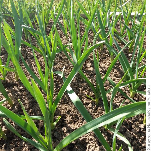 Кусочек грядки с чесноком - можно стрелочку в салат добавить