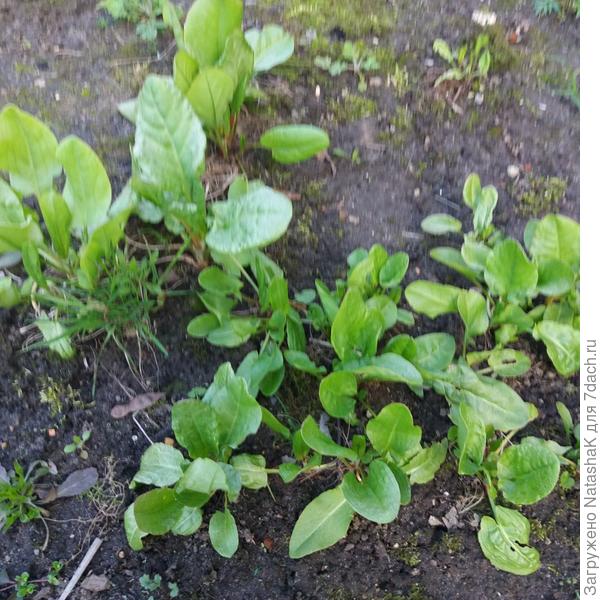 Кусочек щавелевой грядки