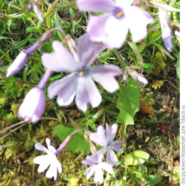 Светло-голубой