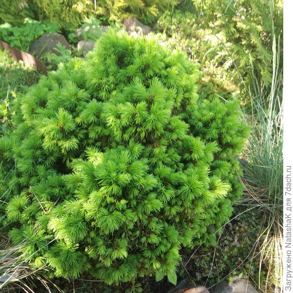 У этой светлозеленая хвоя, очень декоративная