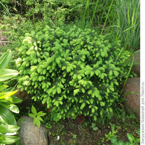 Простая, с короткой темной хвоей