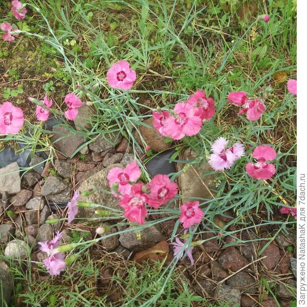 А здесь микс получился, даже сиреневая пушистая с горки приползла