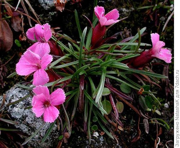 Гвоздика ледниковая