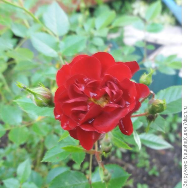 Почвопокровная Red Fairy