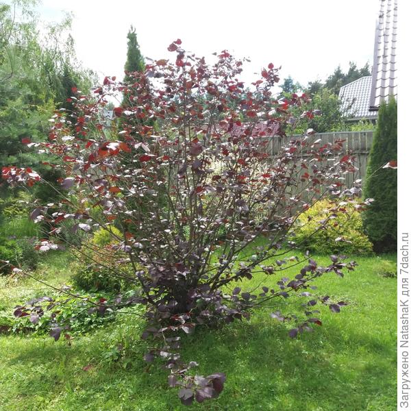 Вот облысел весь, стал как кружево